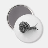 Aimant Escargot (Recto/Verso)