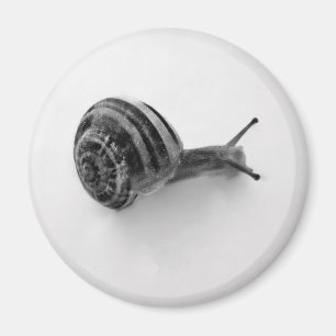 Aimant Escargot