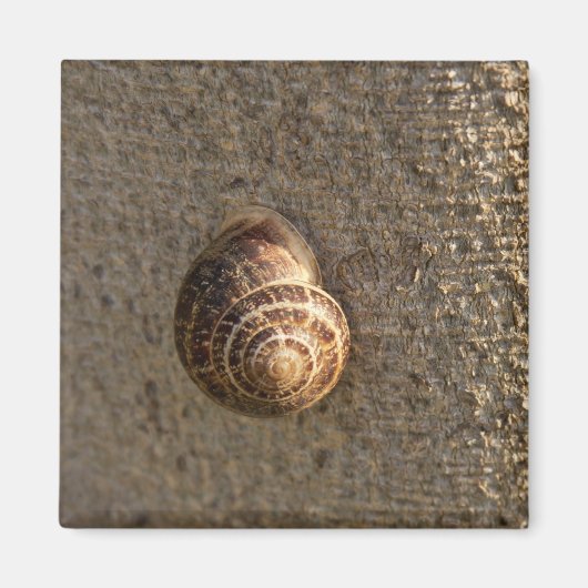 Aimant Escargot (Devant)