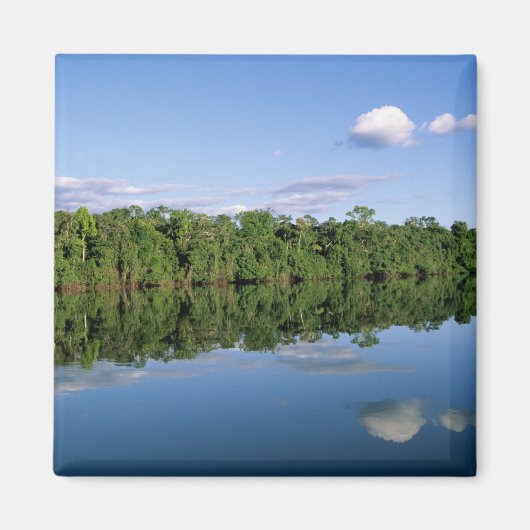 Aimant État du Mato Grosso, Amazonie, Brésil. Forêt (Devant)