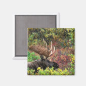 Aimant États-Unis, Alaska, Denali National Park, Bull Moo (Recto/Verso)