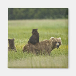 Aimant États-Unis, Alaska, Lake Clark National Park