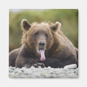 Aimant États-Unis, Alaska, Parc national de Katmai, baie