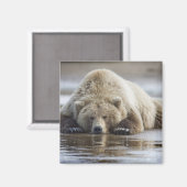 Aimant États-Unis, Alaska, Parc national de Katmai, Ours (Recto/Verso)