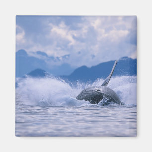Aimant États-Unis, Alaska, Tongass National Forest, Bossu