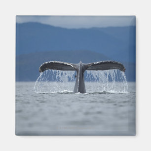 Aimant États-Unis, Alaska, Tongass National Forest, Humpb