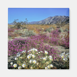 Aimant États-Unis, Californie, Anza-Borrego DSP. Soirée d