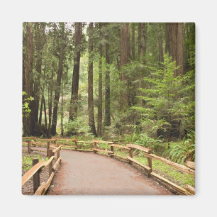 Aimant États-Unis, Californie, comté de Marin, Muir Woods