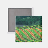 Aimant États-Unis, Californie, comté de Mendocino, un (Recto/Verso)