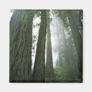 Aimant États-Unis, Californie, Parc national de Redwood,