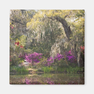 Aimant États-Unis, Caroline du Sud, Charleston. Cyprès 2