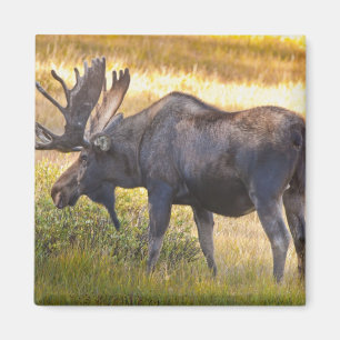 Aimant États-Unis, Colorado, Cameron Pass. Orignal mâle