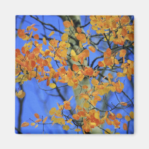 Aimant États-Unis, Colorado. Feuilles de tremble qui ont