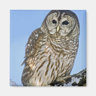 Aimant États-Unis, Colorado. Portrait de hibou moyen-duc