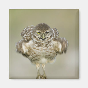 Aimant États-Unis, Floride, Cape Coral, Gros plan de l'ex