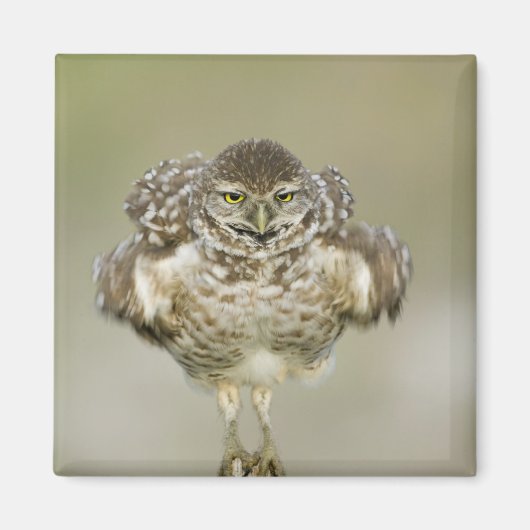 Aimant États-Unis, Floride, Cape Coral, Gros plan de l'ex (Devant)