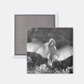 Aimant États-Unis, Floride, Grande Aigrette (Ardea alba)  (Recto/Verso)