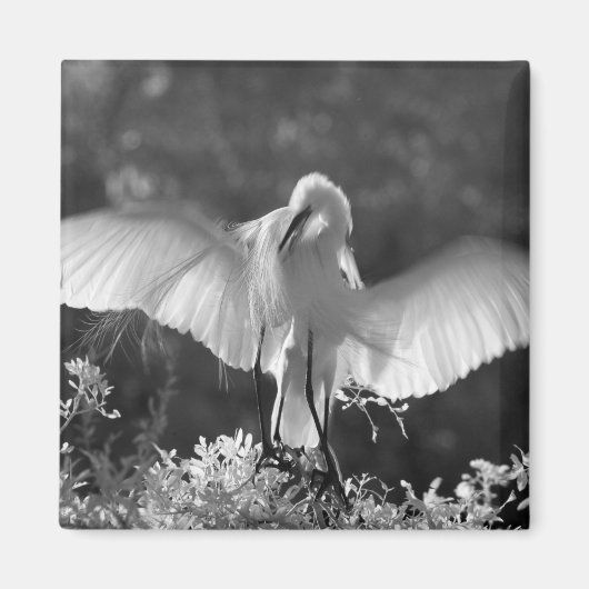 Aimant États-Unis, Floride, Grande Aigrette (Ardea alba)  (Devant)