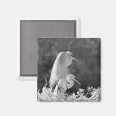 Aimant États-Unis, Floride, Grande Aigrette (Ardea alba) (Recto/Verso)