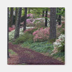 Aimant États-Unis, Géorgie, Callaway Gardens. Allée