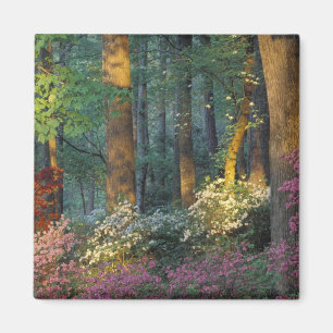 Aimant États-Unis, Géorgie, Callaway Gardens, forêt d'aza