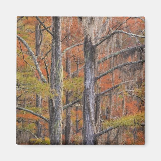 Aimant États-Unis, Géorgie, Parc d'état George Smith, Cyp (Devant)