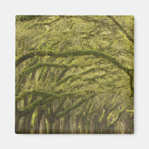 Aimant États-Unis ; Géorgie ; Savannah. Chênes avec