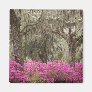 Aimant États-Unis, Géorgie, Savannah, Printemps à l'histo