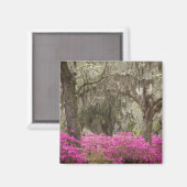 Aimant Etats-Unis, Géorgie, Savannah, Printemps de l'hist (Recto/Verso)