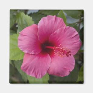 Aimant États-Unis, Hawaï, Oahu. L'Hibiscus est le 2