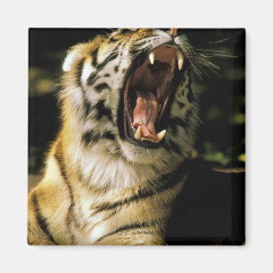 Aimant États-Unis, Michigan, Détroit. Zoo de Détroit, tig