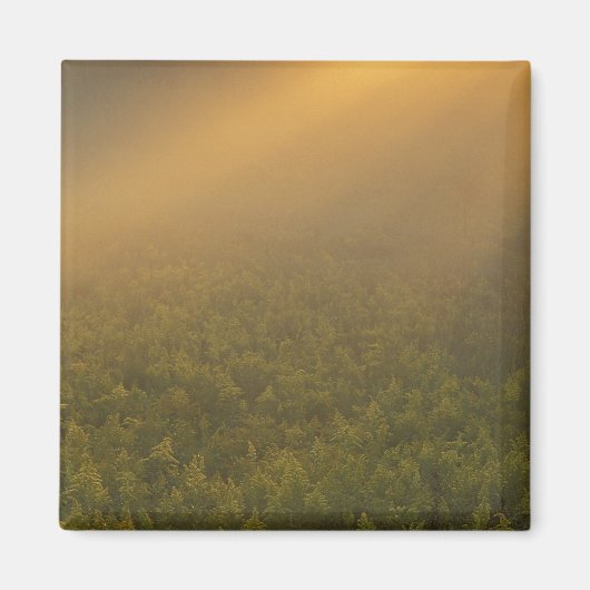 Aimant États-Unis, Michigan, Pré des plantes de verges d' (Devant)