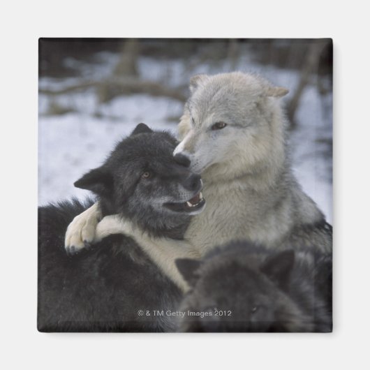 Aimant États-Unis, Montana, Loups jouant dans la neige (Devant)