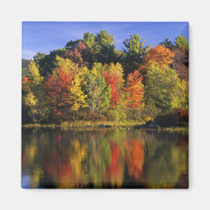 Aimant États-Unis, New Hampshire, Moultonborough. Arbres