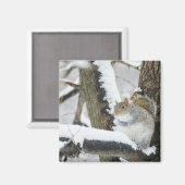 Aimant États-Unis, New York, New York City, l'écureuil as (Recto/Verso)