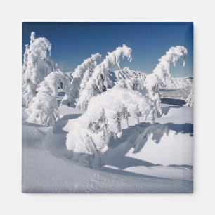 Aimant États-Unis, Oregon, Crater Lake NP. Les arbres plo