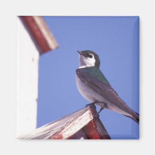 Aimant États-Unis, Oregon. Hirondelle à face blanche Tach