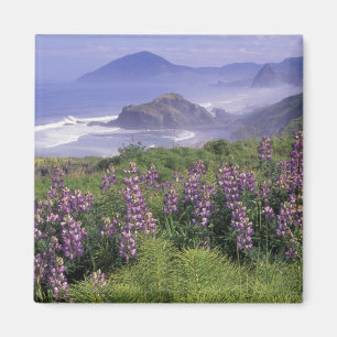 Aimant États-Unis, Oregon, Nesika Beach. Lupin et Oregon