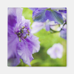 Aimant États-Unis, Oregon, vallée de Willamette, Larkspur