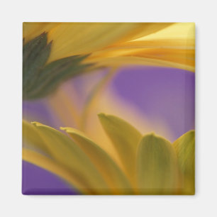 Aimant États-Unis, Pennsylvanie. Gerbera jaunes, rapproch