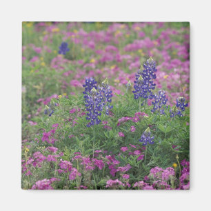 Aimant États-Unis, Texas Hill Country. Bleuets parmi les 