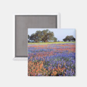 Aimant États-Unis, Texas, Llano. Bluebonnets et redbonnet (Recto/Verso)