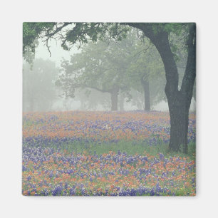 Aimant États-Unis, Texas. Pinceau de Texas et bleuets