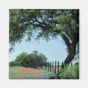 Aimant États-Unis, Texas, Texas Hill Country Paintbrush e