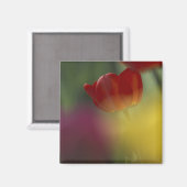 Aimant États-Unis, Utah, Cache Valley Tulipes dans un jar (Recto/Verso)