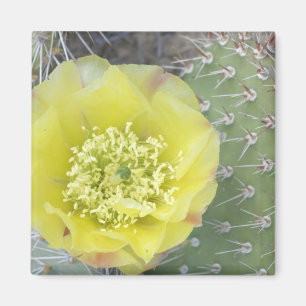 Aimant États-Unis, Utah, Canyonlands, NP, Desert Prickly