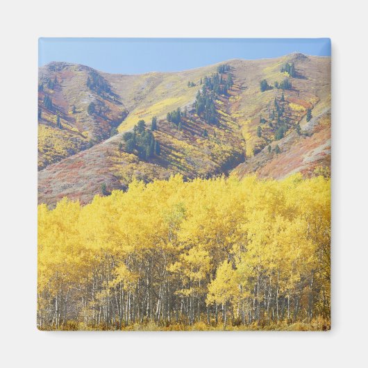 Aimant États-Unis, Utah, Forêt nationale de Wasatch-Cache (Devant)