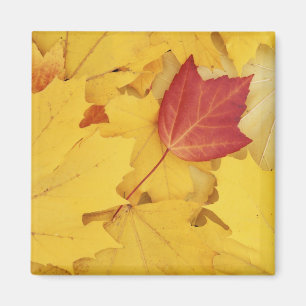 Aimant États-Unis, Washington, Finch Arboretum, Rouge et