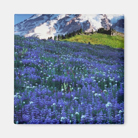 Aimant États-Unis, Washington, Parc national du Mont Rain (Devant)