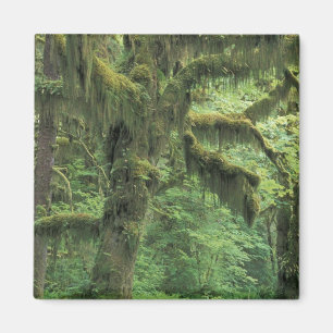 Aimant États-Unis, Washington, Parc National Olympique.